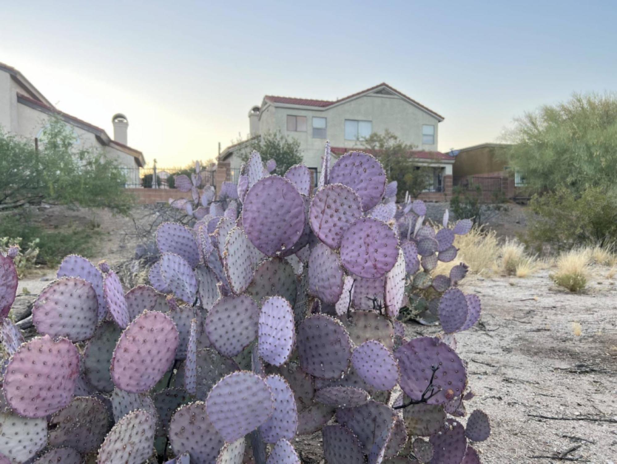 Private Home - Billiards, Mountain Views, Private Desert Access, Hoa Pool & Spa, Bbq, At Lambert Park - Bourbondale توسن المظهر الخارجي الصورة