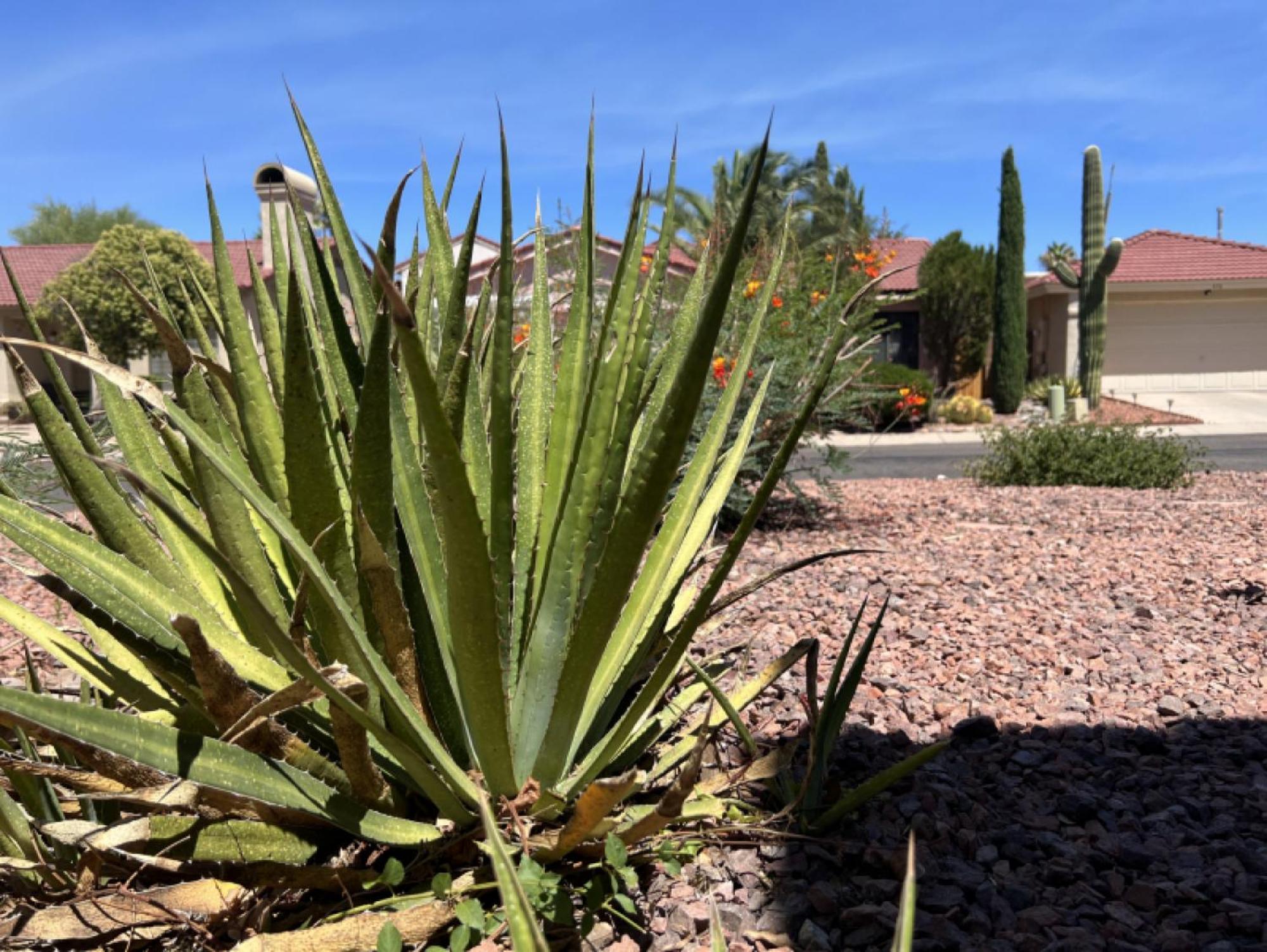 Private Home - Billiards, Mountain Views, Private Desert Access, Hoa Pool & Spa, Bbq, At Lambert Park - Bourbondale توسن المظهر الخارجي الصورة